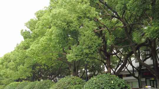 城市绿化参加大树实拍视频素材模板下载