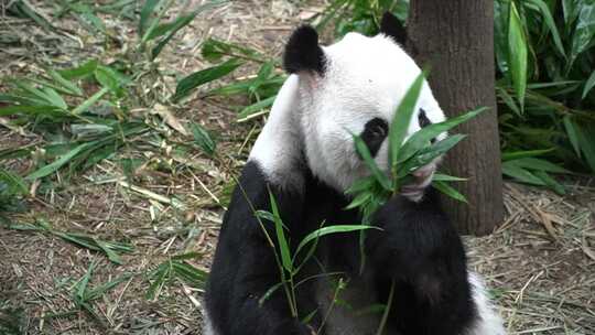 四川大熊猫吃竹子视频素材模板下载