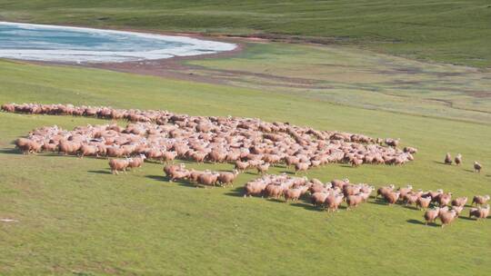 绵羊群在草原上吃草