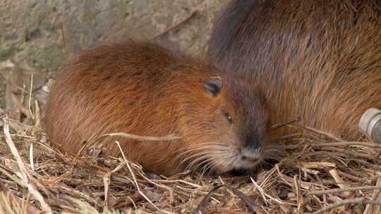 海狸鼠、食草动物、Coypu、啮齿动物