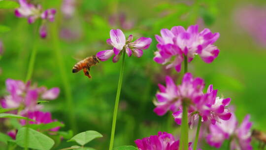 春天的蜜蜂紫云英花朵间飞舞采蜜慢镜头