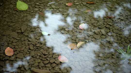 夏日雨季露珠实拍