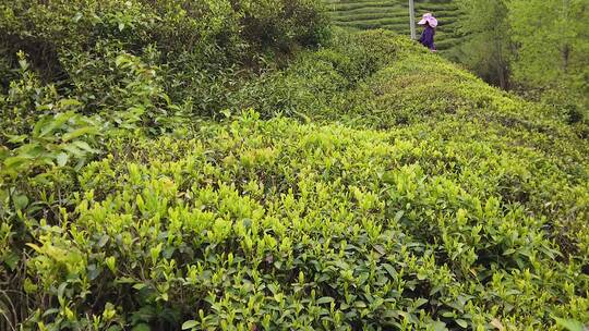 茶园素材