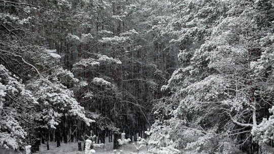 高松树干上的降雪