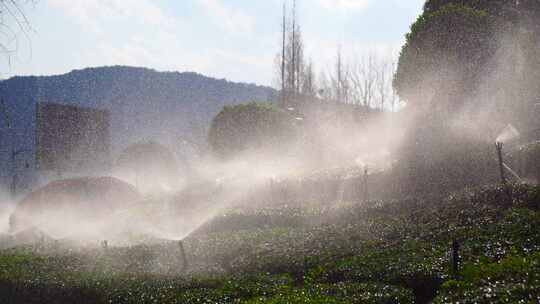 园林绿植灌溉场景