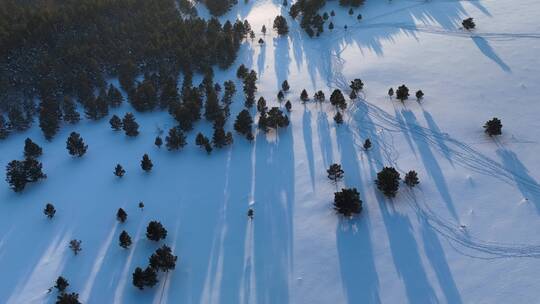 内蒙古沙地樟子松林冬天雪景风光