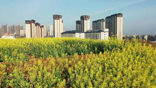 浙江义乌苏溪春季城市油菜花风光航拍