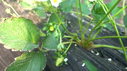 草莓花 草莓叶 草莓幼苗 草莓幼果 种植