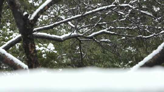 原创拍摄雪景自然风光大学冬天冰雪树木