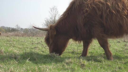 牛在牧场草原上吃草