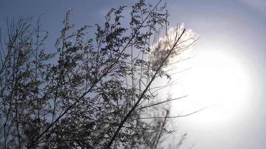 芦苇 湿地 大片芦苇 芦苇地 芦苇田 植物