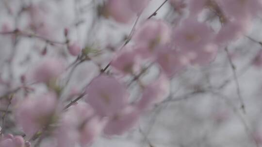 桃花盛开LOG视频素材