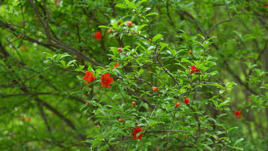 石榴花 公园植物