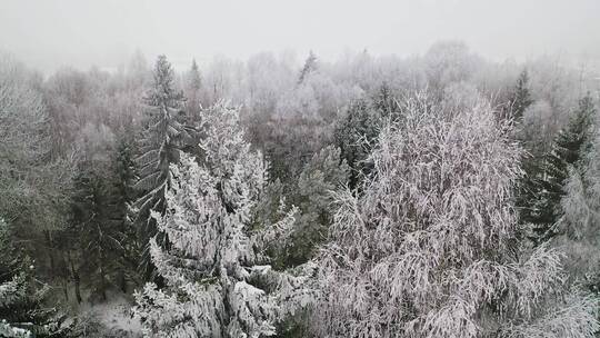 雪松松林航拍