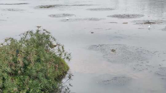湿地河流生态白鹭视频素材模板下载
