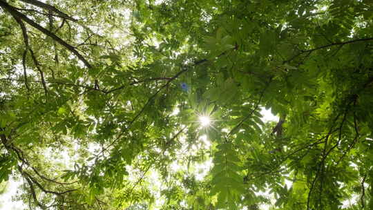 夏日森林树叶阳光刺眼星芒