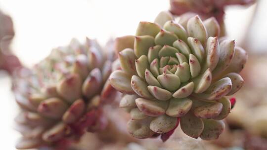 多肉植物视频素材模板下载