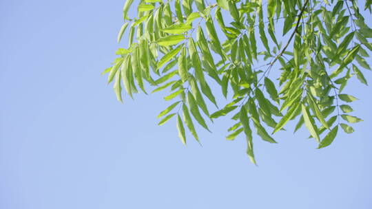 夏天树叶唯美空镜头意境植物