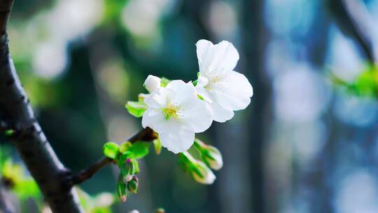 洁白的樱花