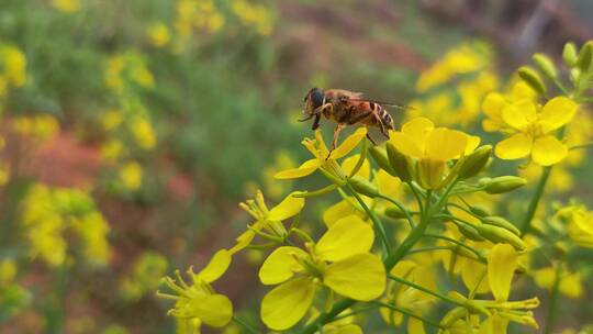 田野里工作的蜜蜂