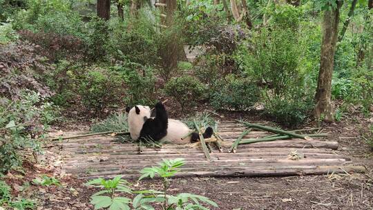 熊猫躺着吃竹子