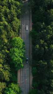 森林中道路汽车俯瞰画面