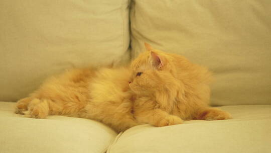 躺在沙发上休息的猫