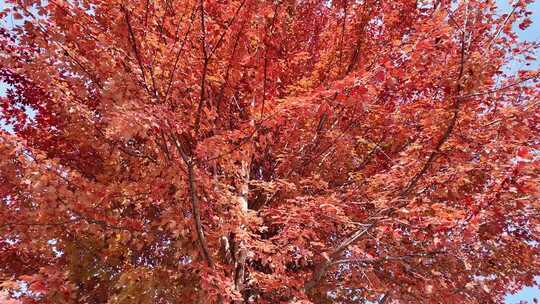 秋天红枫树特写