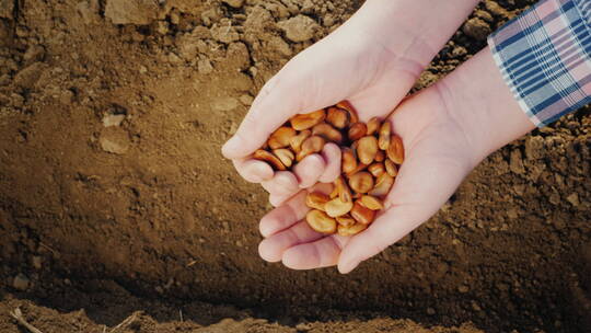 农民双手捧着一把豆类种子视频素材模板下载