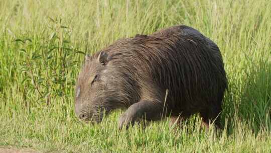野生毛茸茸的水豚在绿色草地上吃草的极端特写镜头