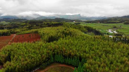 航拍福建南平邵武竹林田园风光