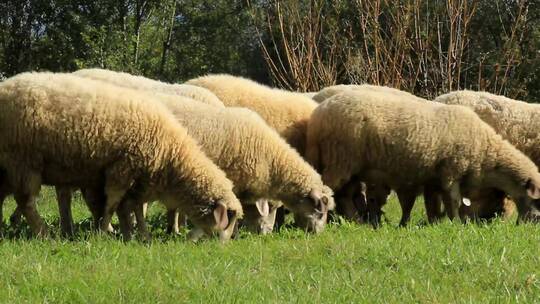 羊群在草地吃草视频素材模板下载