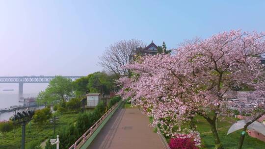 武汉汉阳江滩晴川阁公园和樱花风光