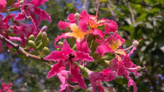 红色异木棉花 粉红色异木棉花 0073