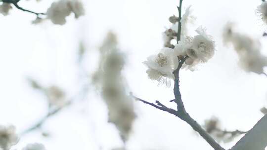 春天梅花鲜花盛开勃勃生机画面