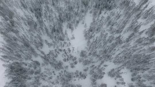 航拍新疆喀纳斯林海雪原