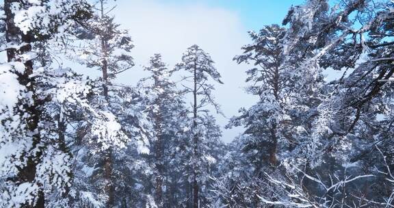 航拍四川大邑西岭雪山美丽冬天雪景森林