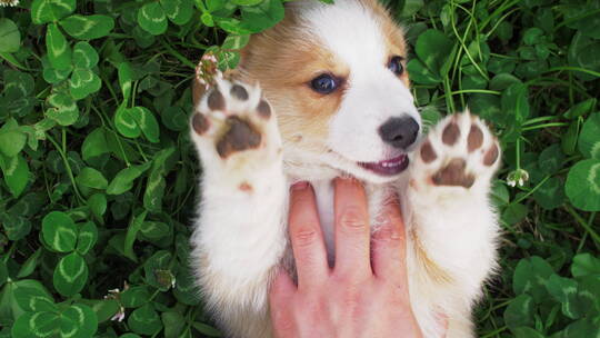 躺在草地上玩耍的柯基犬宠物狗狗