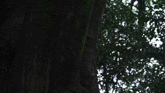 诗画江南植物园林4K 唯美雨水意境 白噪音