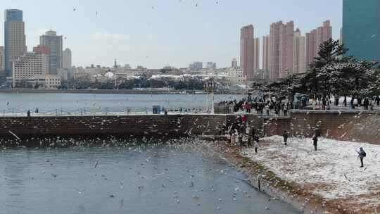 航拍栈桥冬天海鸥人群和谐画面