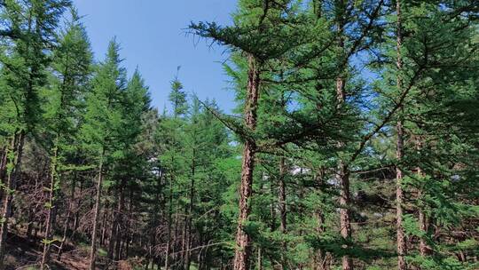 山中的松林和松塔，松花