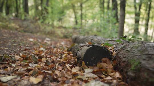 森林里的烂木头