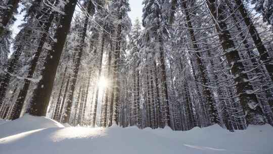 冬天白雪覆盖的森林阳光透过树枝