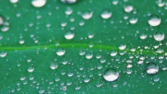 雨后荷叶上的露水珠