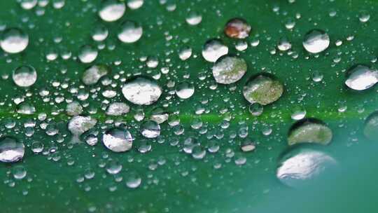 雨后荷叶上的露水珠