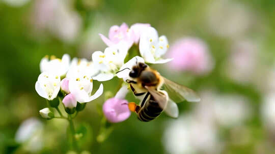 蜜蜂采蜜特写镜头