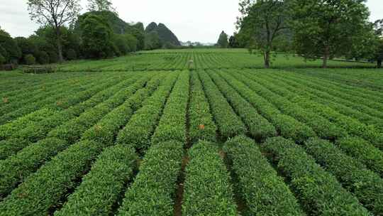 广西桂林尧山茶园