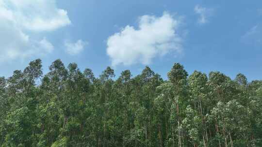 蓝天白云森林风吹树林天空下树林随风摇曳