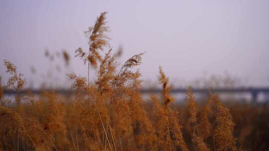 芦苇特写自然风景