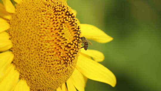 蜜蜂在向日葵上采蜜的特写视频素材模板下载